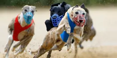 hundeveddeløb banner